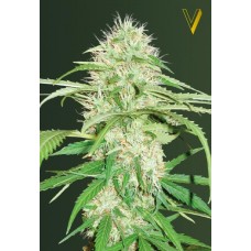 Семена конопли Auto Super Mazar Автофеминизированные Victory seeds